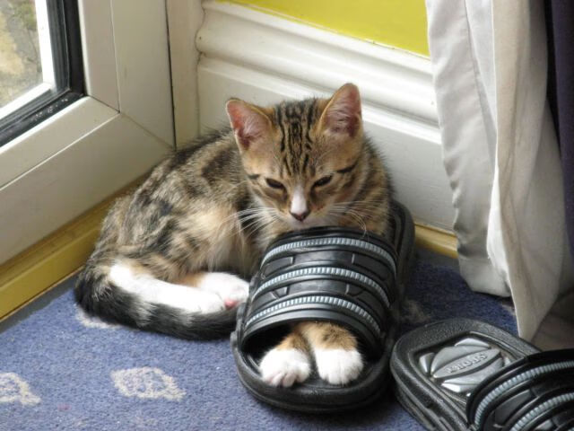 安赛龙的法兰西远征，一场胜利与两种羽球文化的终极碰撞