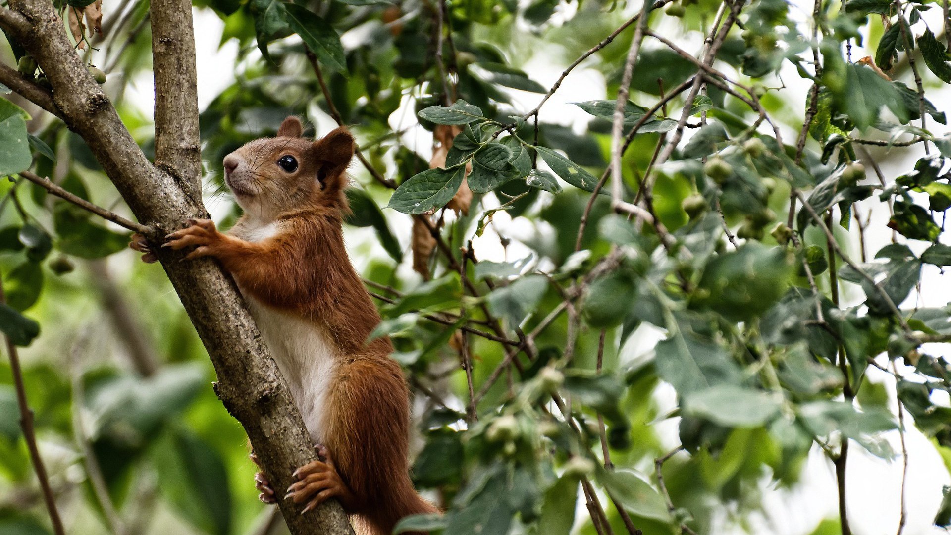 卫城传说，当黄鸭组合扛起全队，印度队力克马来西亚的逆袭之夜