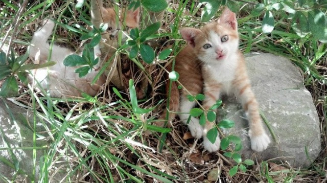 北境风暴席卷潘帕斯，卡瓦哈尔单骑闯关，加拿大带走阿根廷