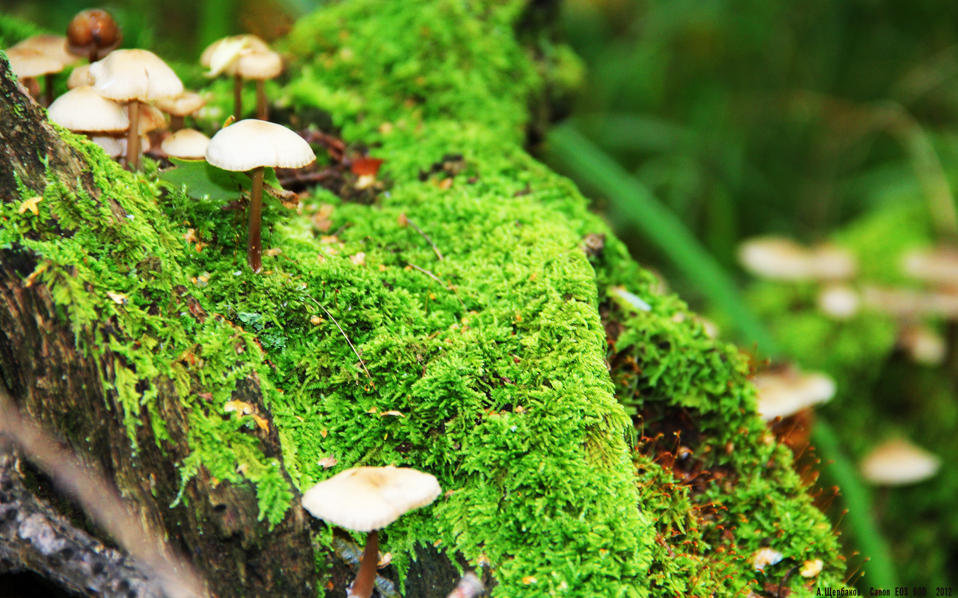 从未上演的总决赛，当尼克斯带走老鹰，一场被尘封的东部暗战