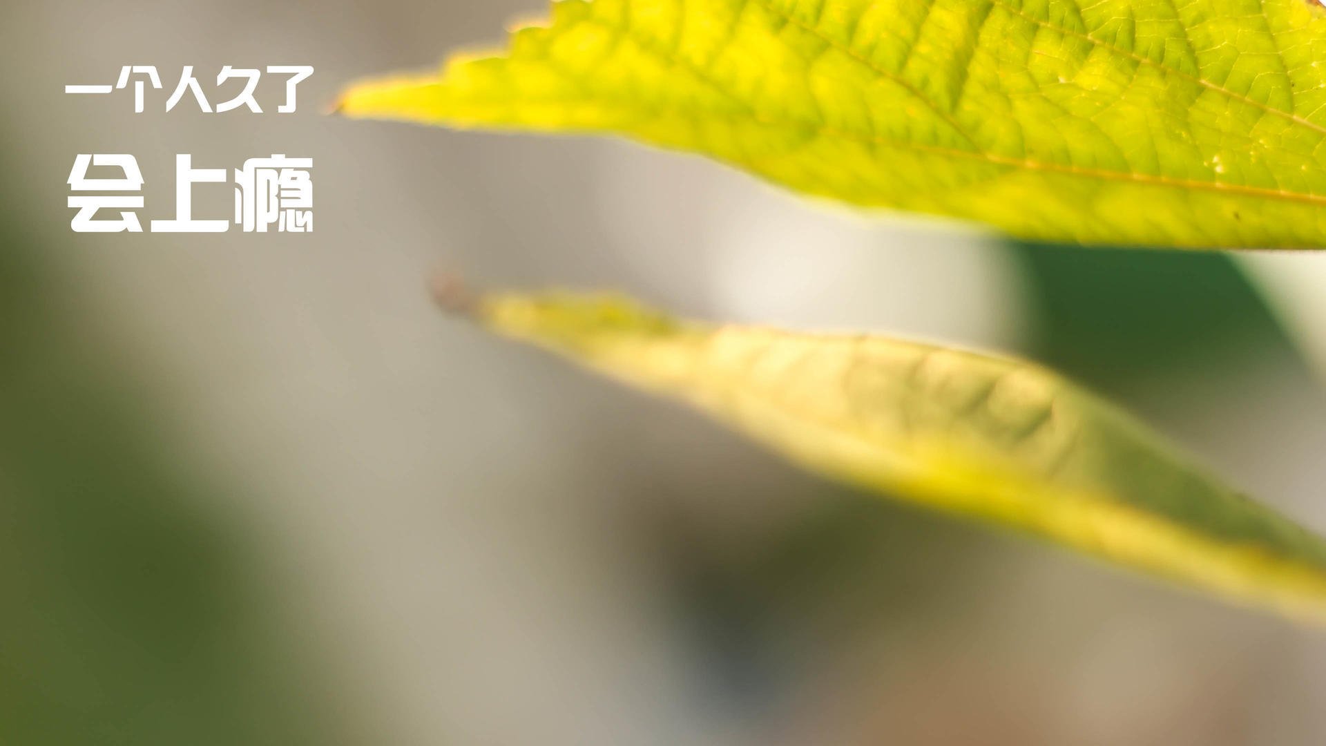 莫兰特独步山巅无可争议,上海队破壁之战撼动平行宇宙