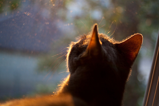 孤星悬夜，东契奇西决生死战奏响独行侠狂想曲