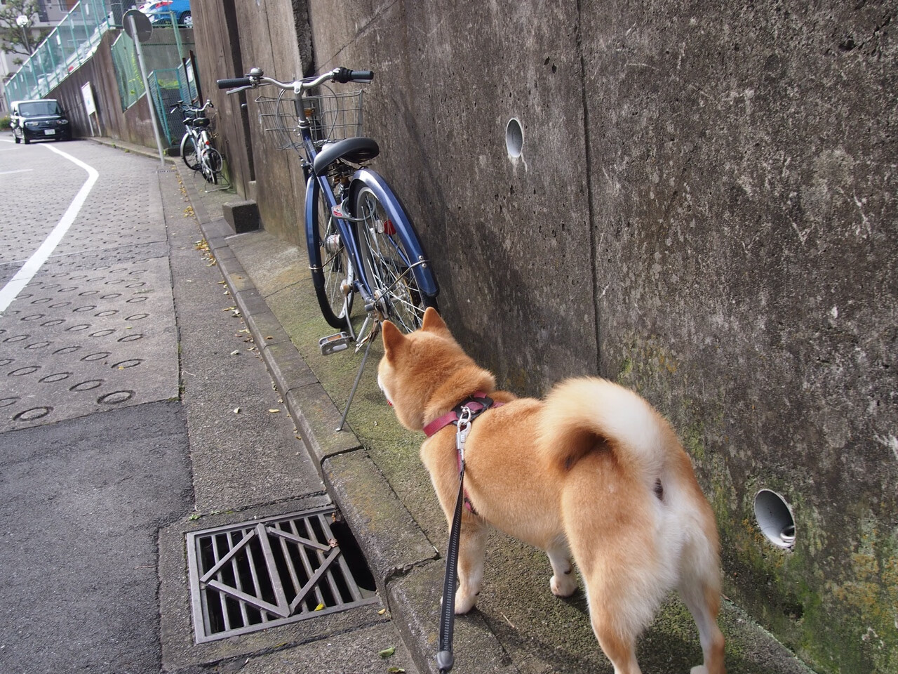 棋手与棋子，里昂铜墙锁死南美鹰，莱万一剑封喉定乾坤