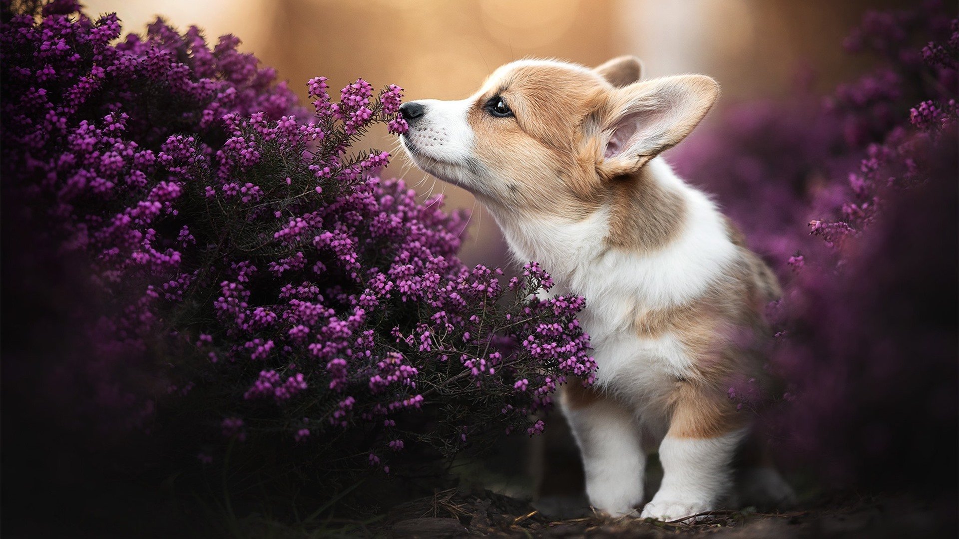 心跳博物馆的新藏品，活塞与鹈鹕抢七的9秒定格