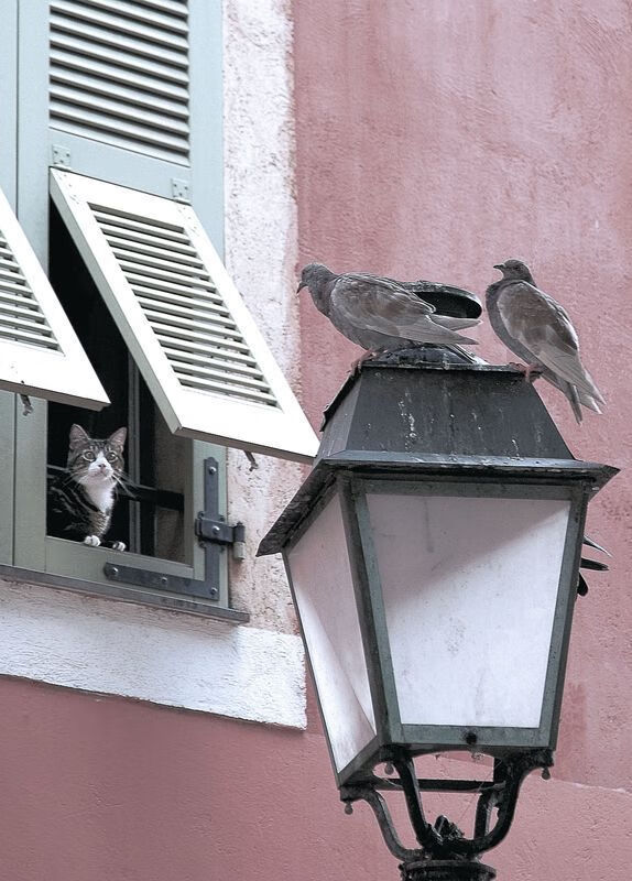 北欧铁骑与南美风暴的碰撞，当卡塞米罗的高能输出遭遇瑞典的团队洪流