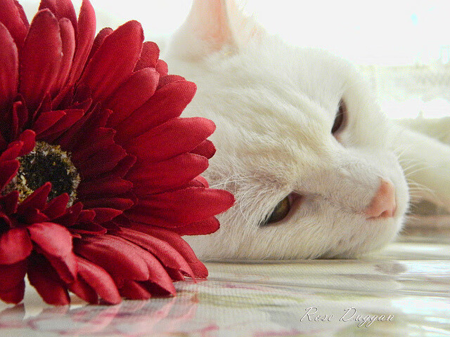 新赛季国家队战场，巴尔韦德连续破门展现中场统治力，C罗领衔葡萄牙轻取卡塔尔显底蕴