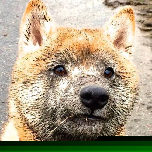 奥运周期关键战之夜，拉文的乾坤一掷，铸就永恒传奇