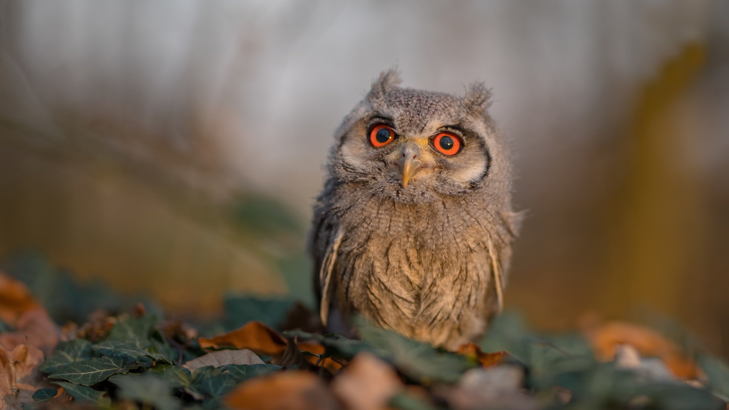 荷兰征召抽空拉齐奥,久保建英赛场只手遮天
