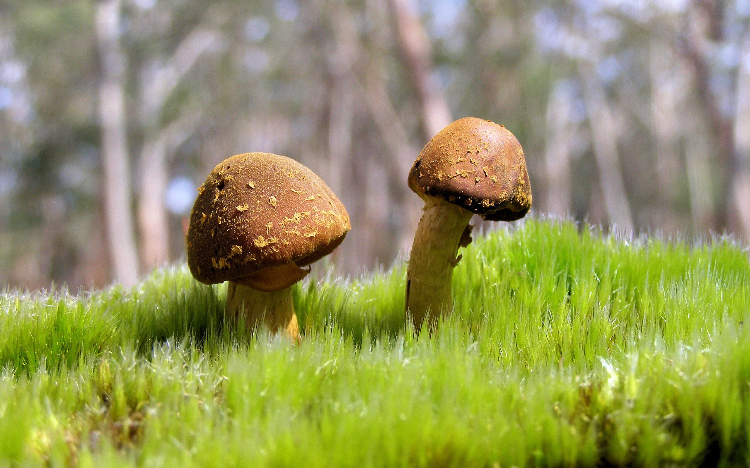 疾风骤雨中的唯一剧本,2026半决赛,阿联酋用三记闪电击碎匈牙利,费利克斯定义一个人的快攻时代